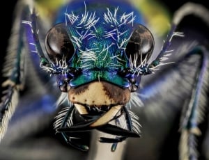 macro photo of a blue ant thumbnail