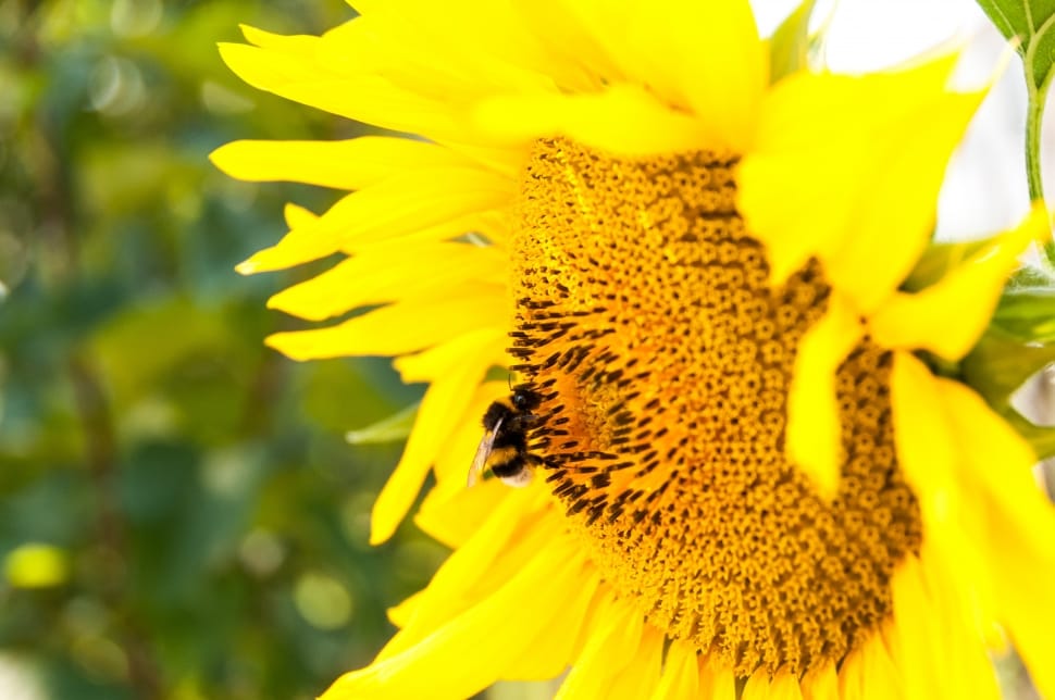 Bee, Agriculture, Summer, Sunflower, flower, yellow preview
