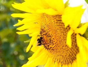 Bee, Agriculture, Summer, Sunflower, flower, yellow thumbnail