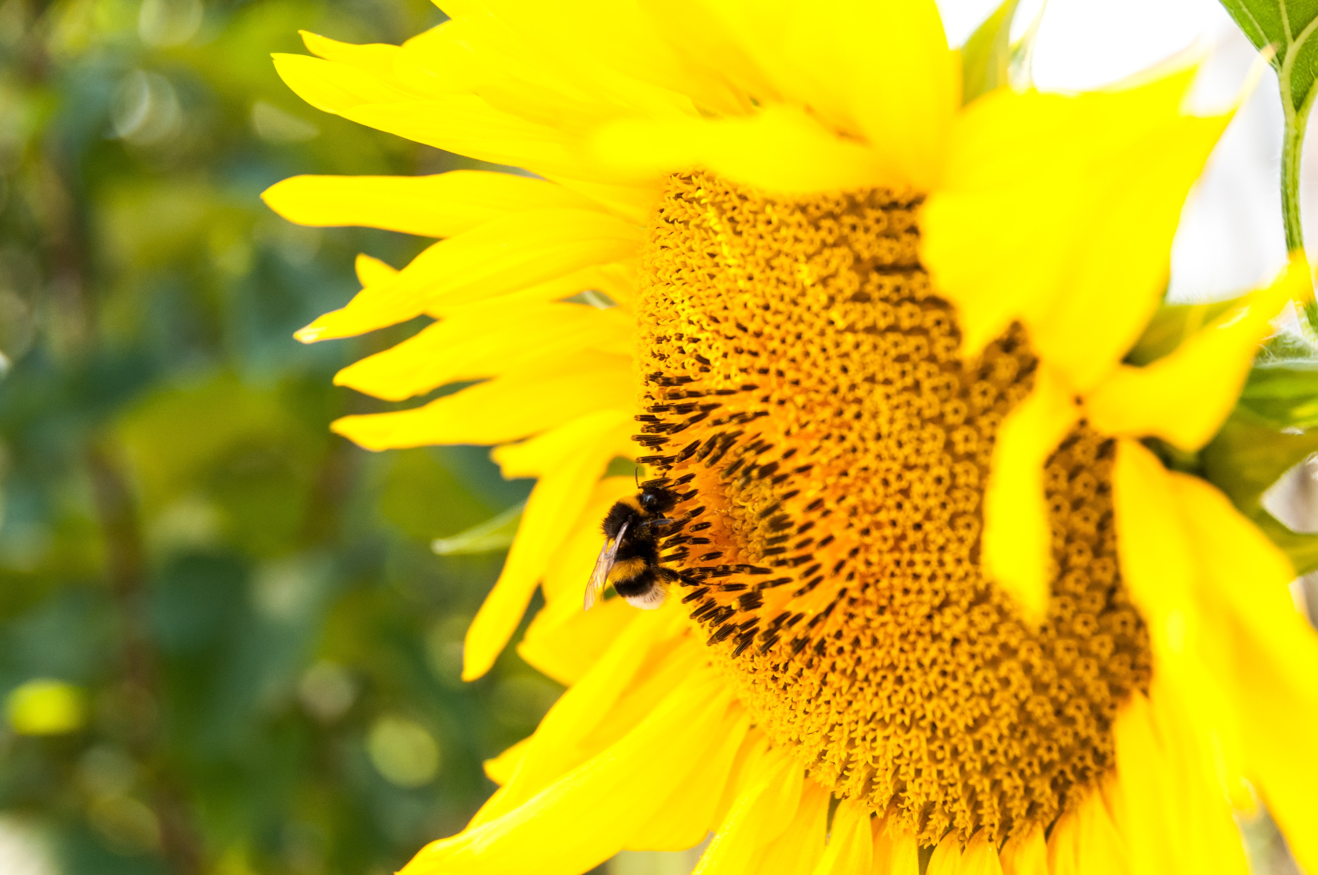 Bee, Agriculture, Summer, Sunflower, flower, yellow