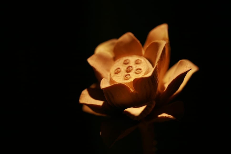 gold flower preview