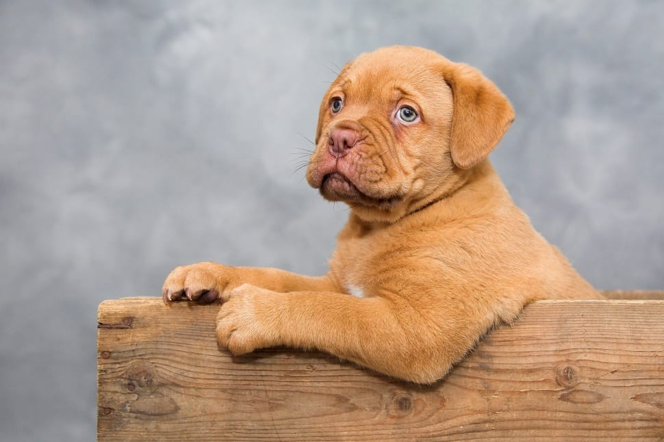 brown French Mastiff puppy on brown wooden box preview