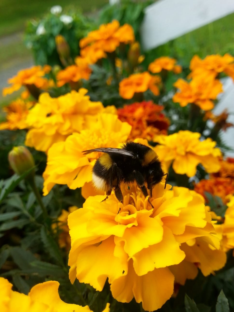 black and yellow honey bee preview