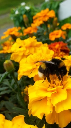 black and yellow honey bee thumbnail