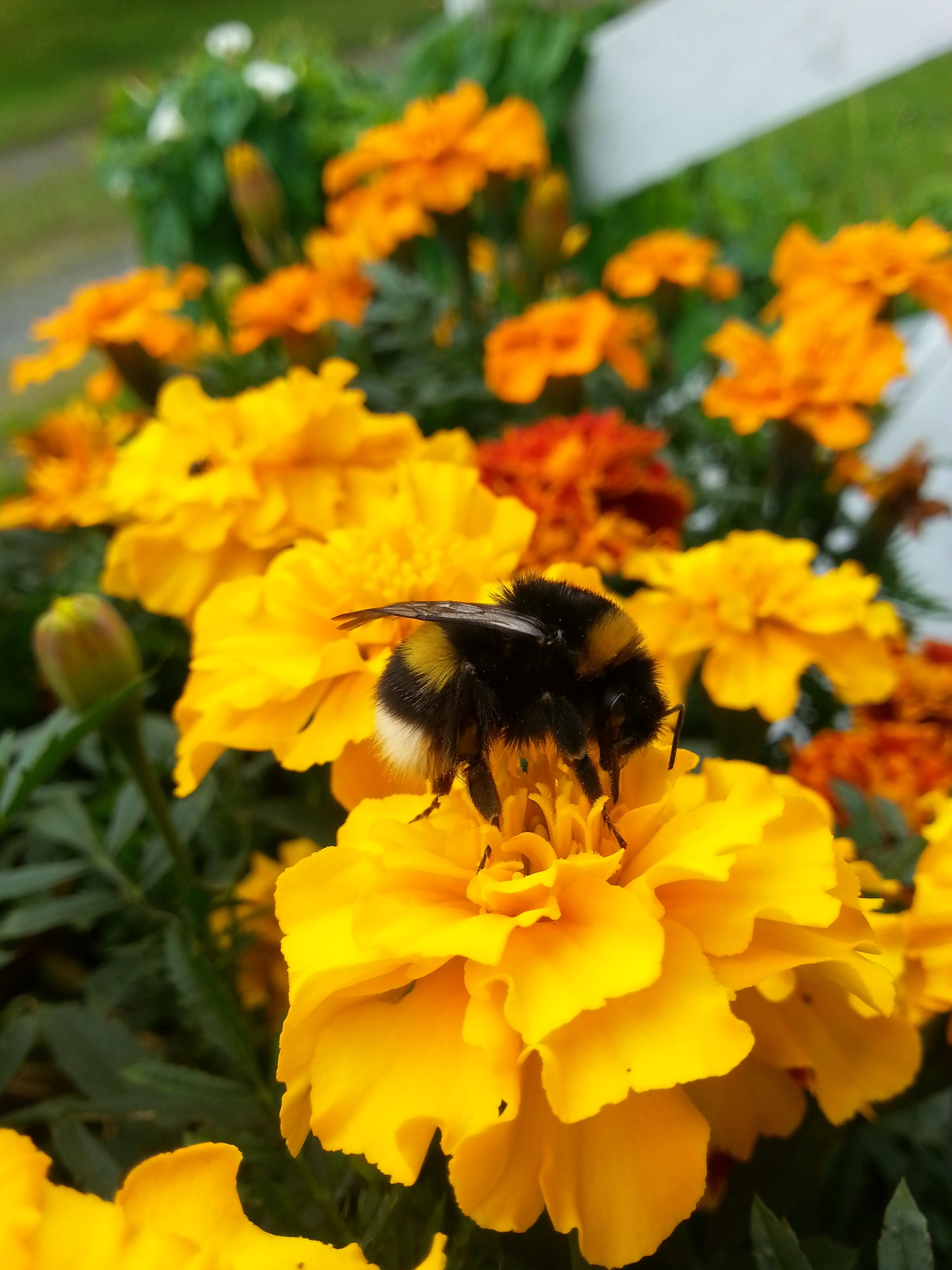 black and yellow honey bee