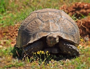 brown tortoise on grass field thumbnail
