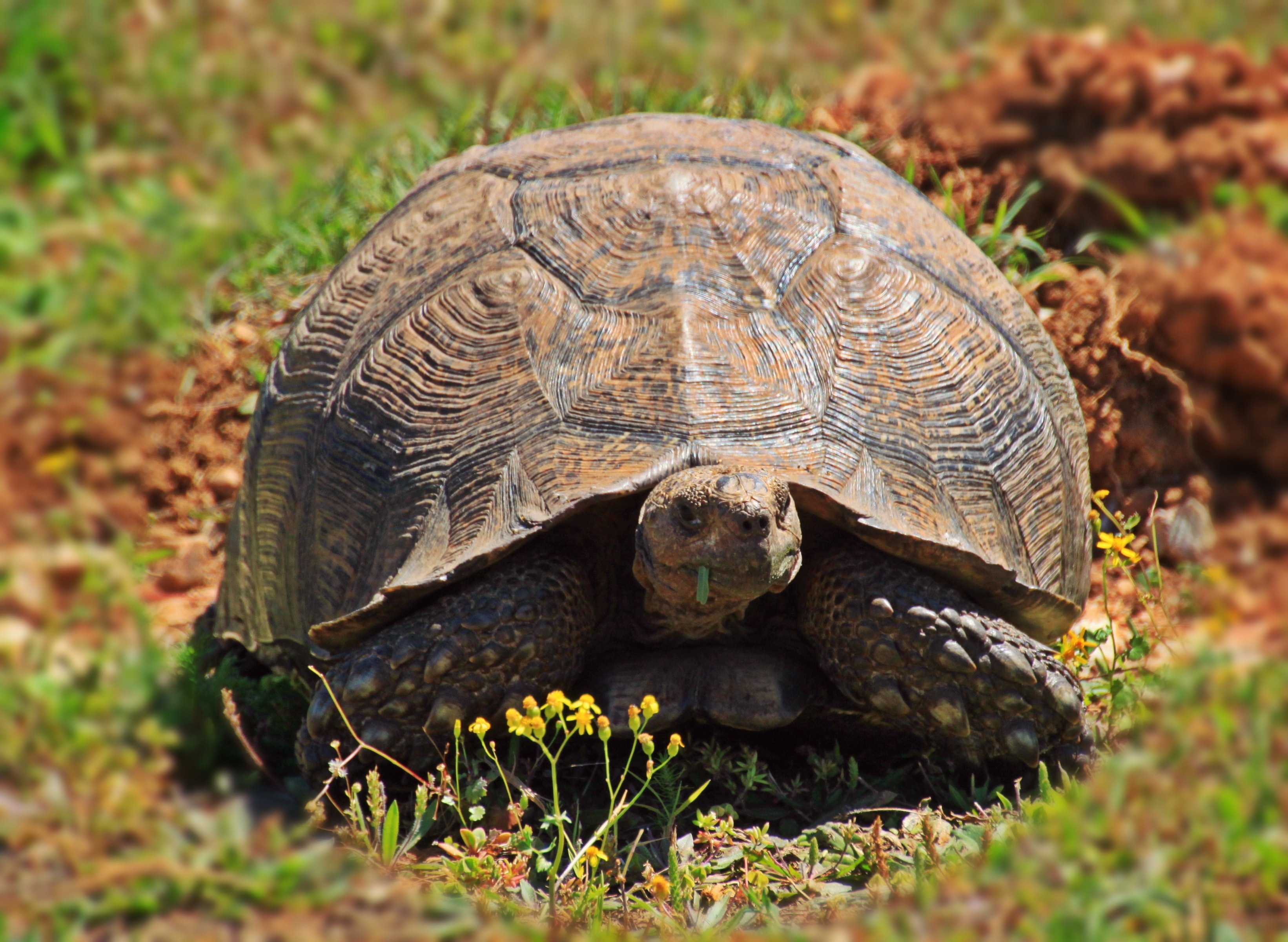 brown tortoise on grass field