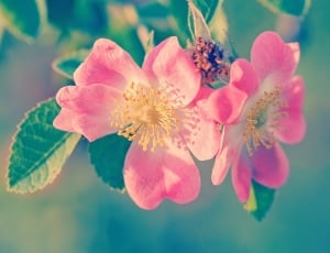 close up photo of pink petal flower thumbnail