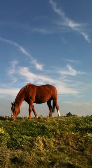 brown horse eating green grass during daytime thumbnail