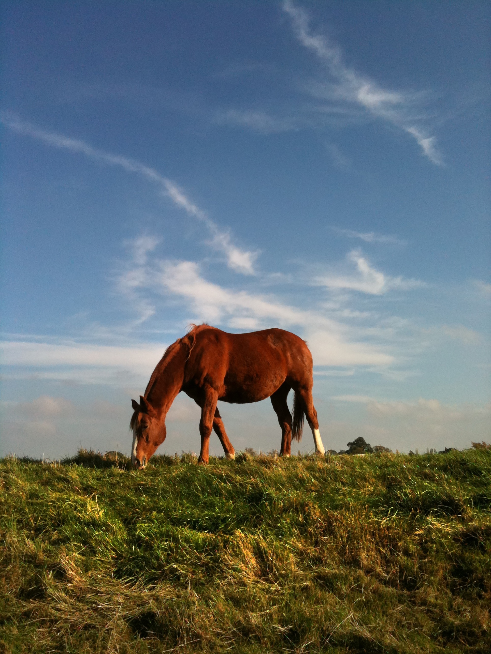 brown horse eating green grass during daytime