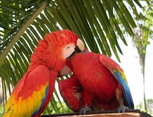 2 red parrot thumbnail