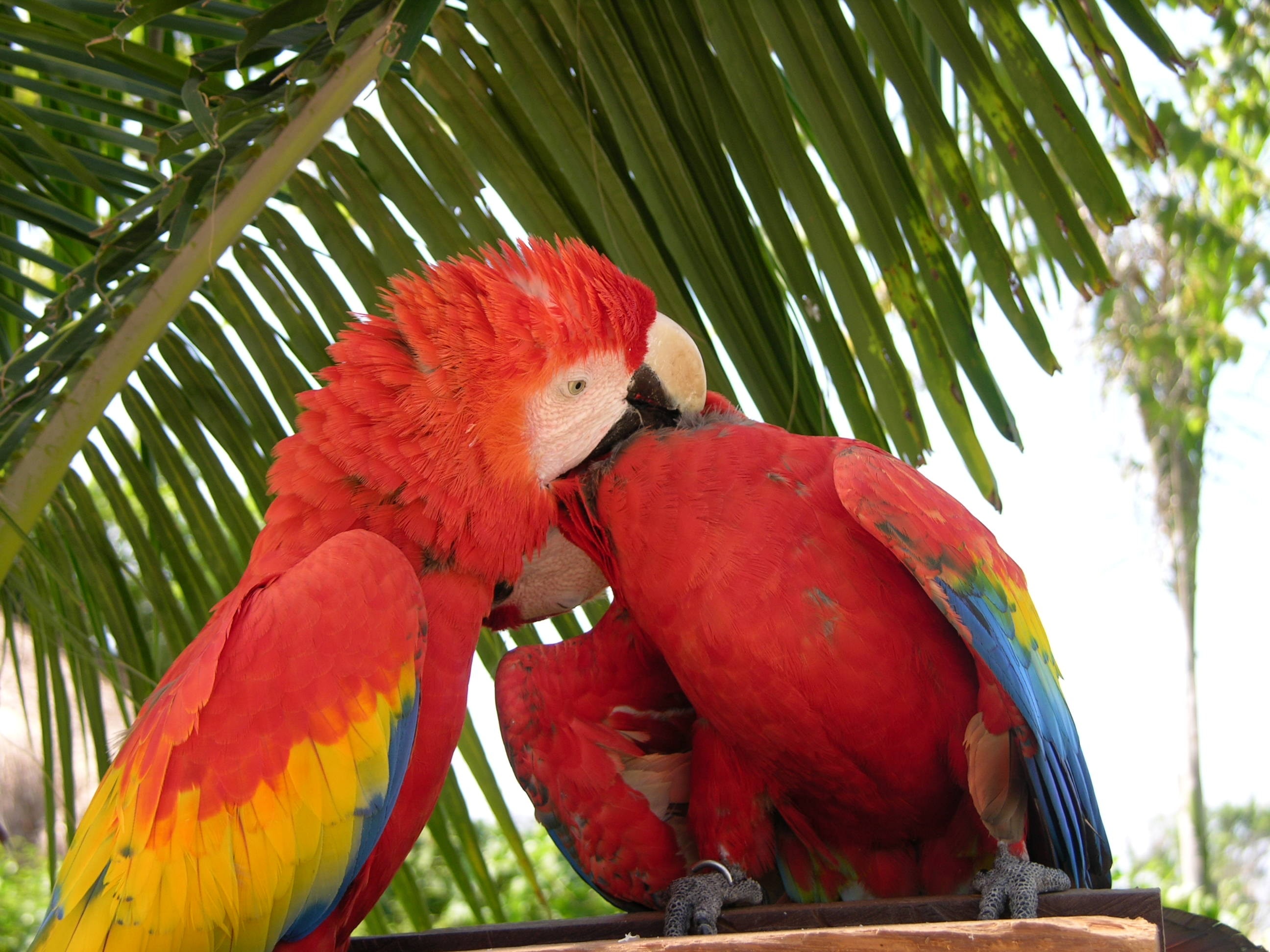 2 red parrot