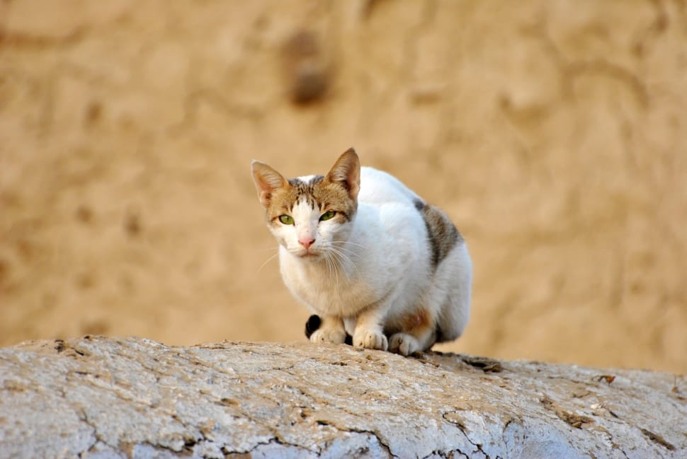 white and brown cat preview