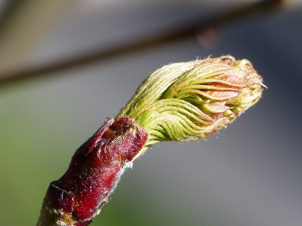 Nature, Rowan Berry, Spring, Bud, Season, close-up, focus on foreground preview