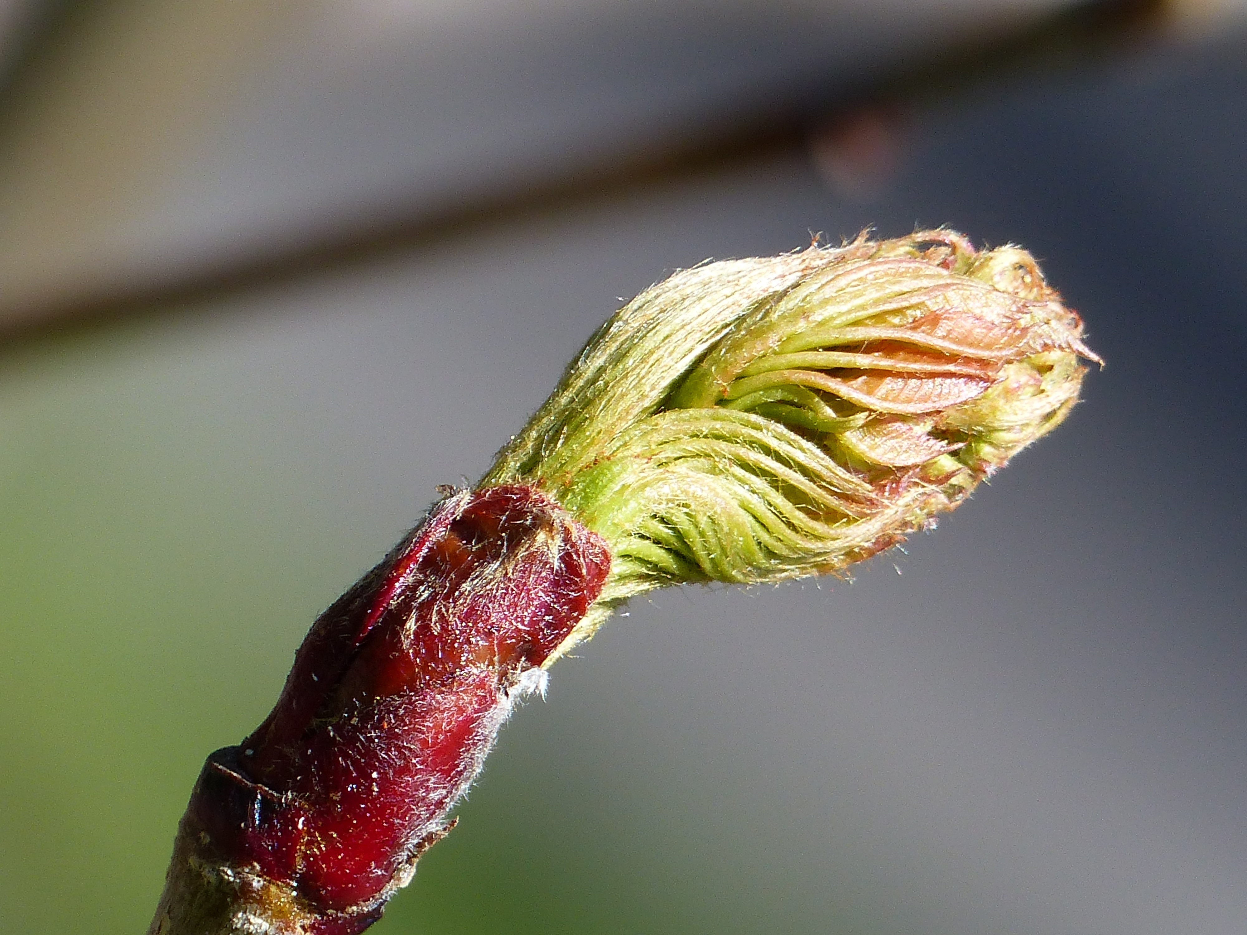 Nature, Rowan Berry, Spring, Bud, Season, close-up, focus on foreground