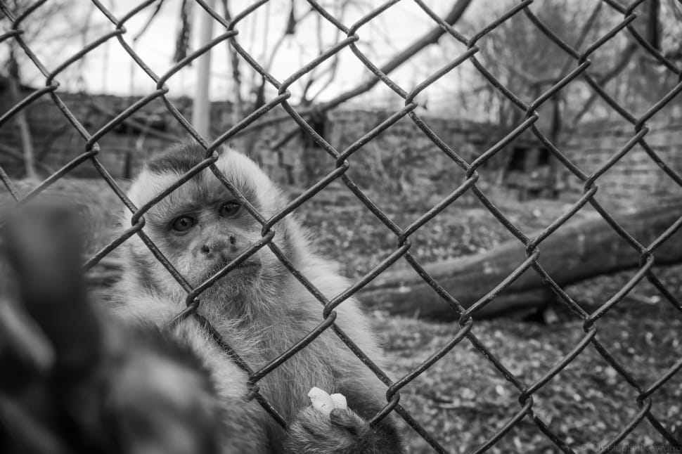 greyscale photography of monkey preview