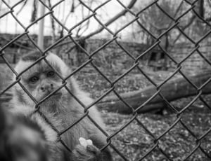 greyscale photography of monkey thumbnail