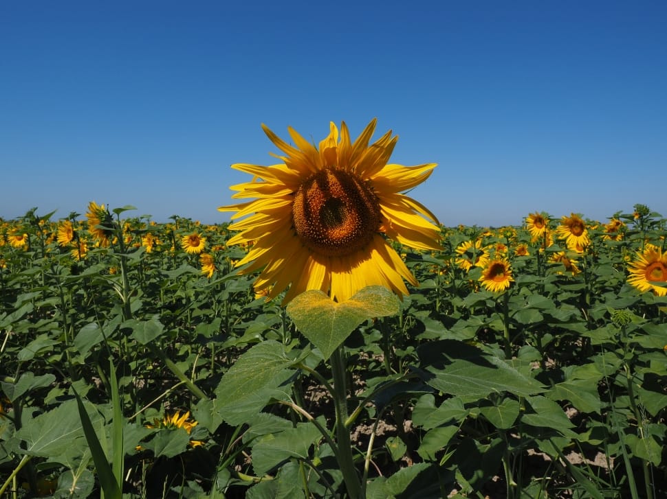 sunflowers field preview