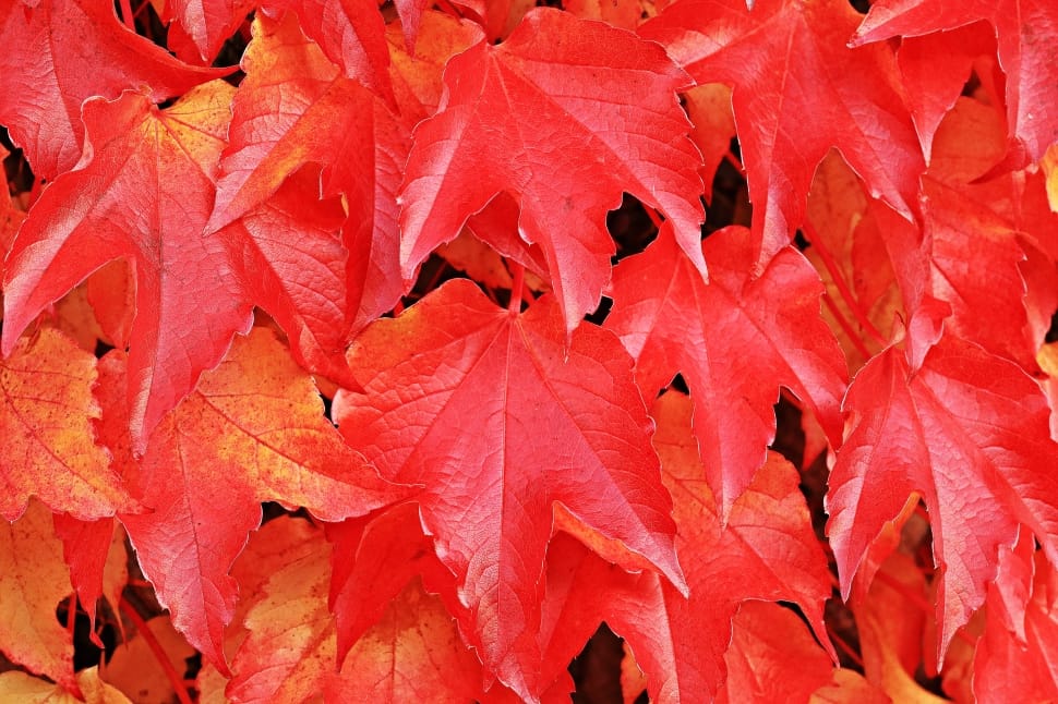 red leaves preview