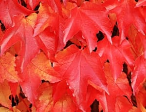 red leaves thumbnail