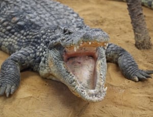 gray crocodile thumbnail