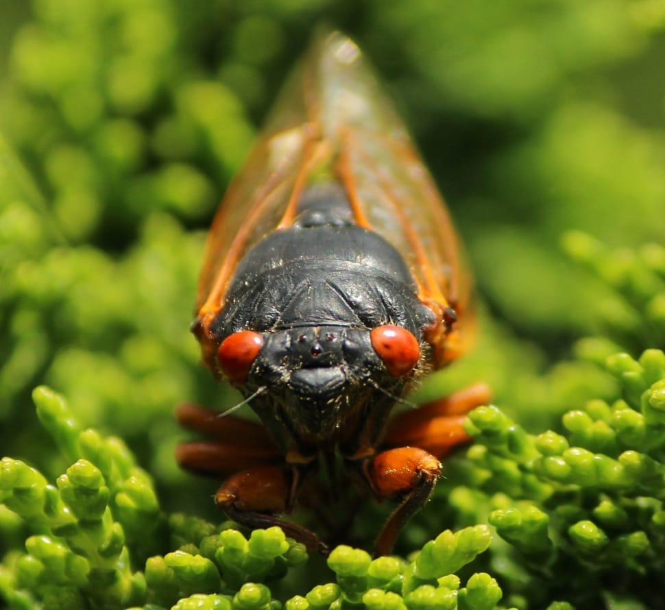 selective focus of brown Cicada on green leaf plant preview