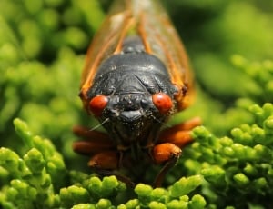 selective focus of brown Cicada on green leaf plant thumbnail