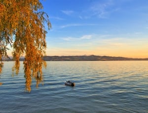 person sailing on the blue sea under the blue sky near on the brown trees during daytime thumbnail