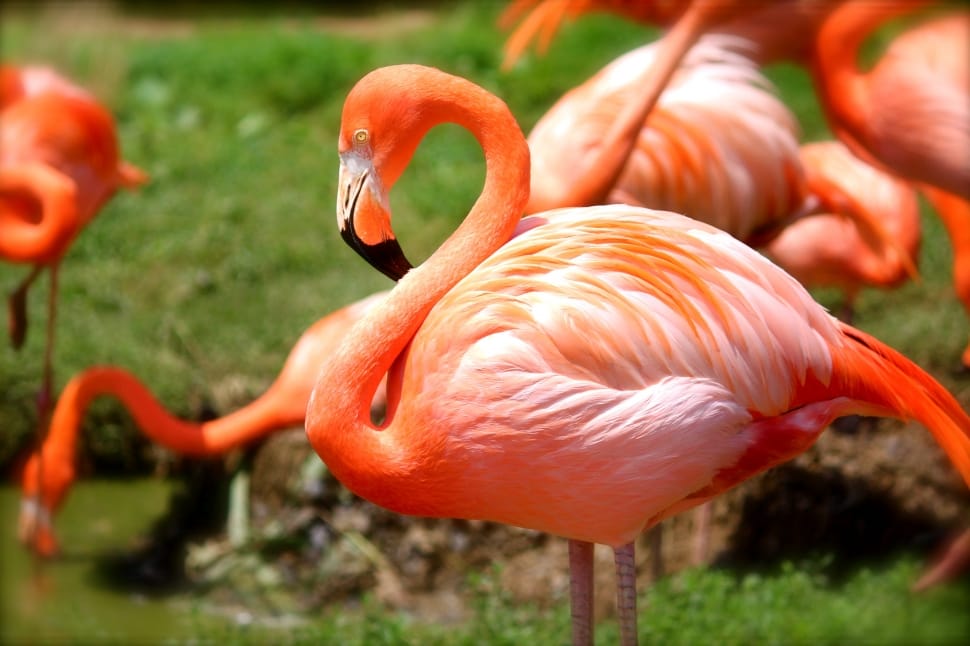 flamingos preview
