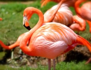 flamingos thumbnail