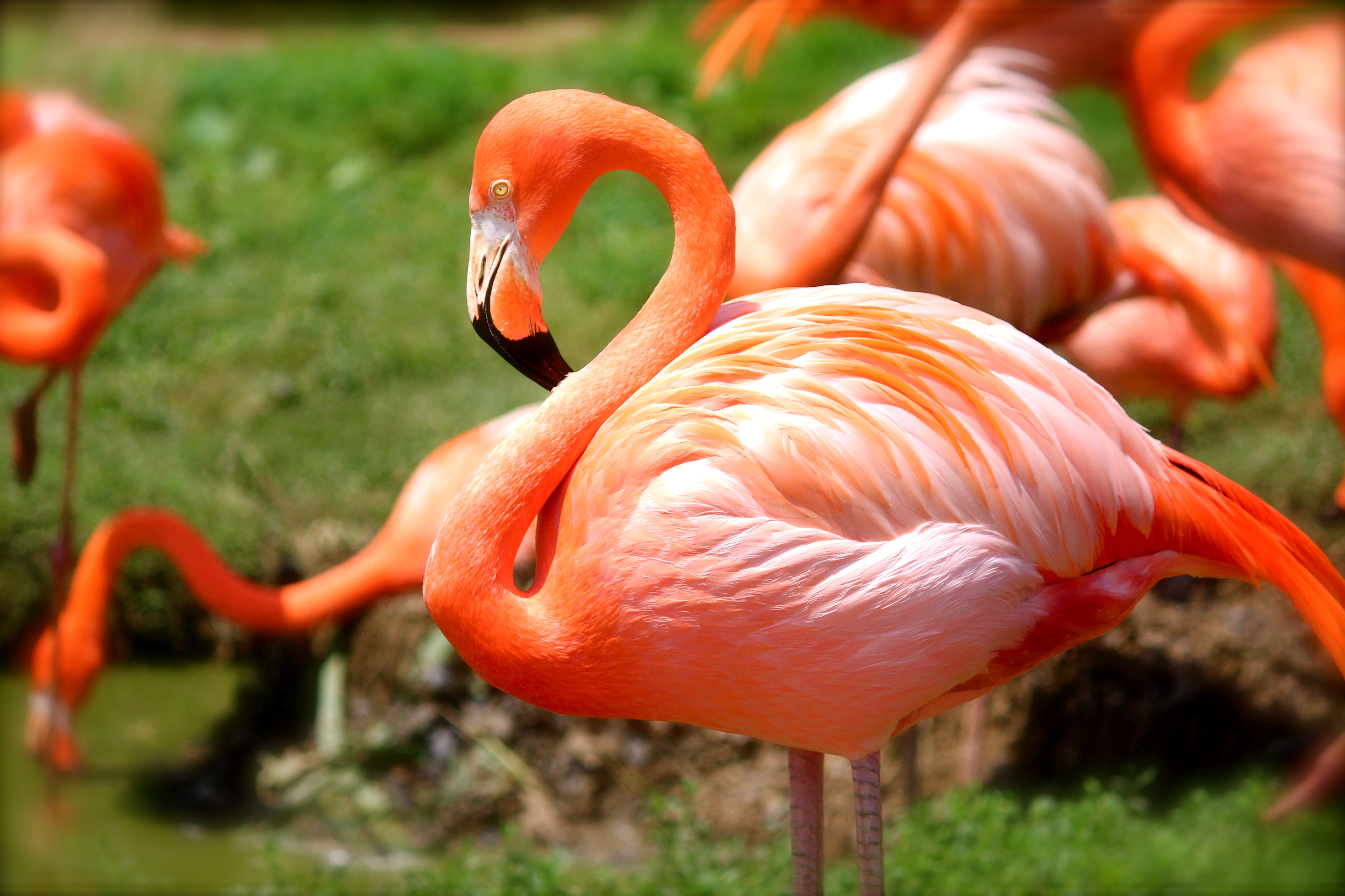 Фламинго. Розовый Фламинго. Падальщик Фламинго. Птенец Фламинго. Оранжевый Фламинго.