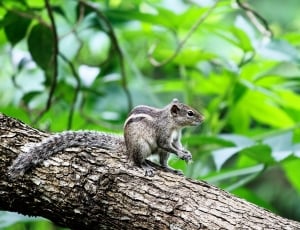 brown squirrel on tree thumbnail