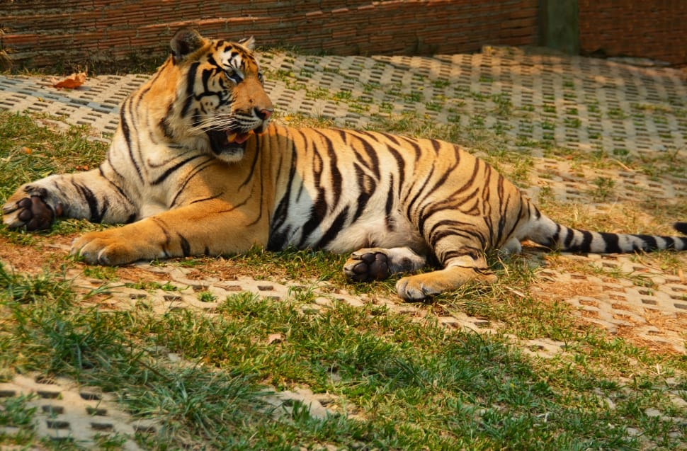black and brown tiger laying on grass preview