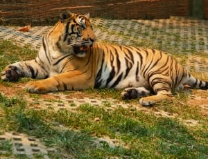 black and brown tiger laying on grass thumbnail