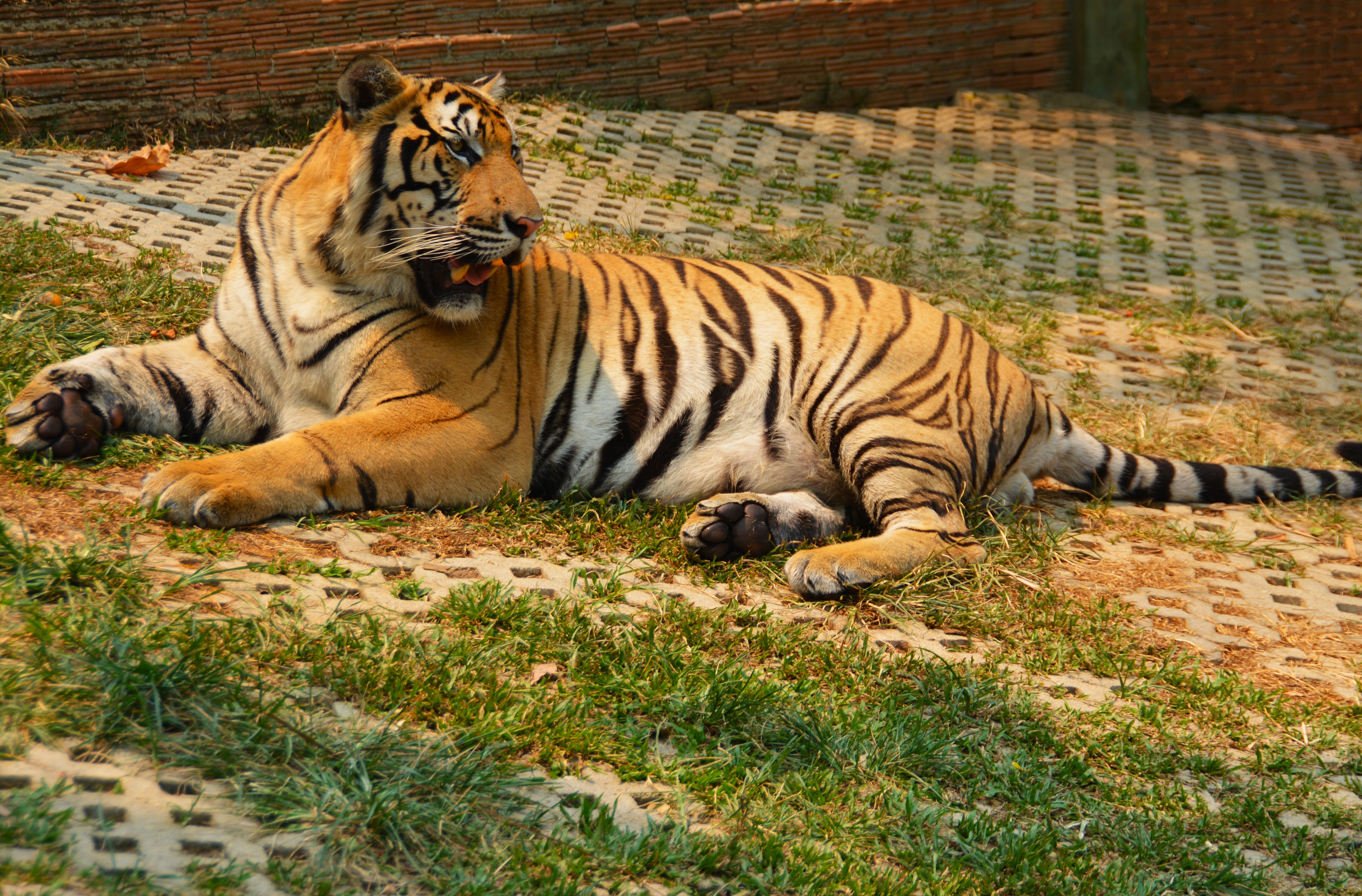 black and brown tiger laying on grass