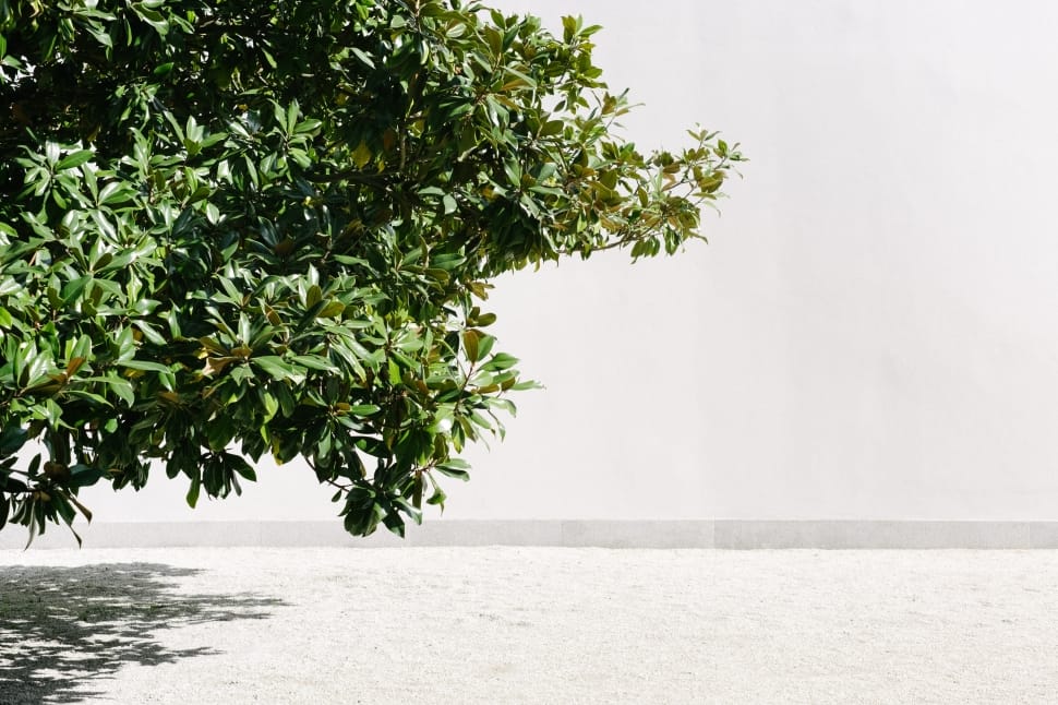ovate leaf tree preview