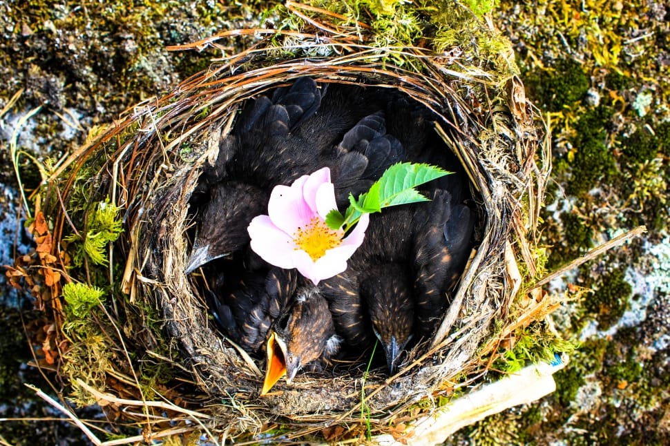 black birds inside nest with flower sprouting preview