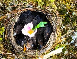 black birds inside nest with flower sprouting thumbnail