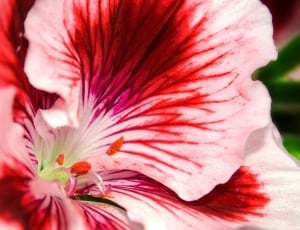 pink and red flowers thumbnail
