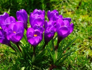 Spring, Flowers, Close, Crocus, Purple, flower, purple thumbnail