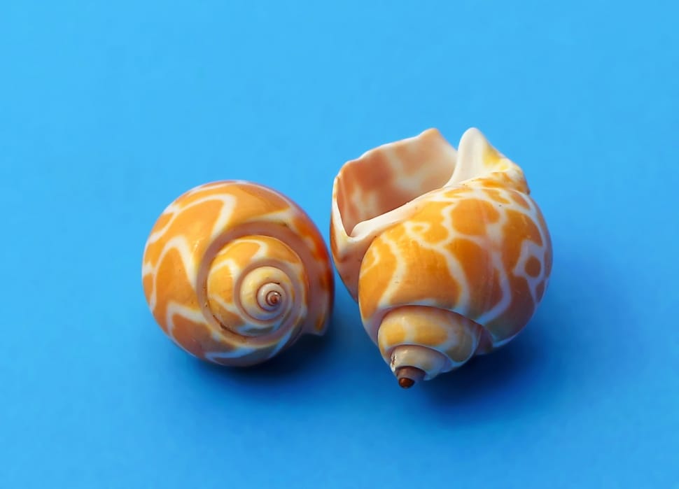 2 white and orange decorative shell preview