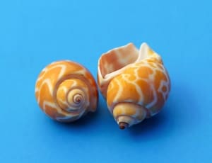 2 white and orange decorative shell thumbnail