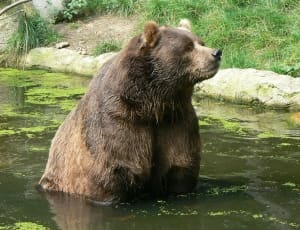 grizzly bear thumbnail