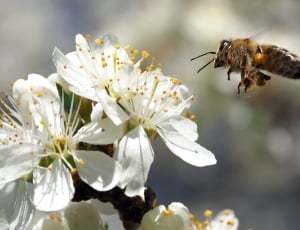 brown and yellow honeybee thumbnail