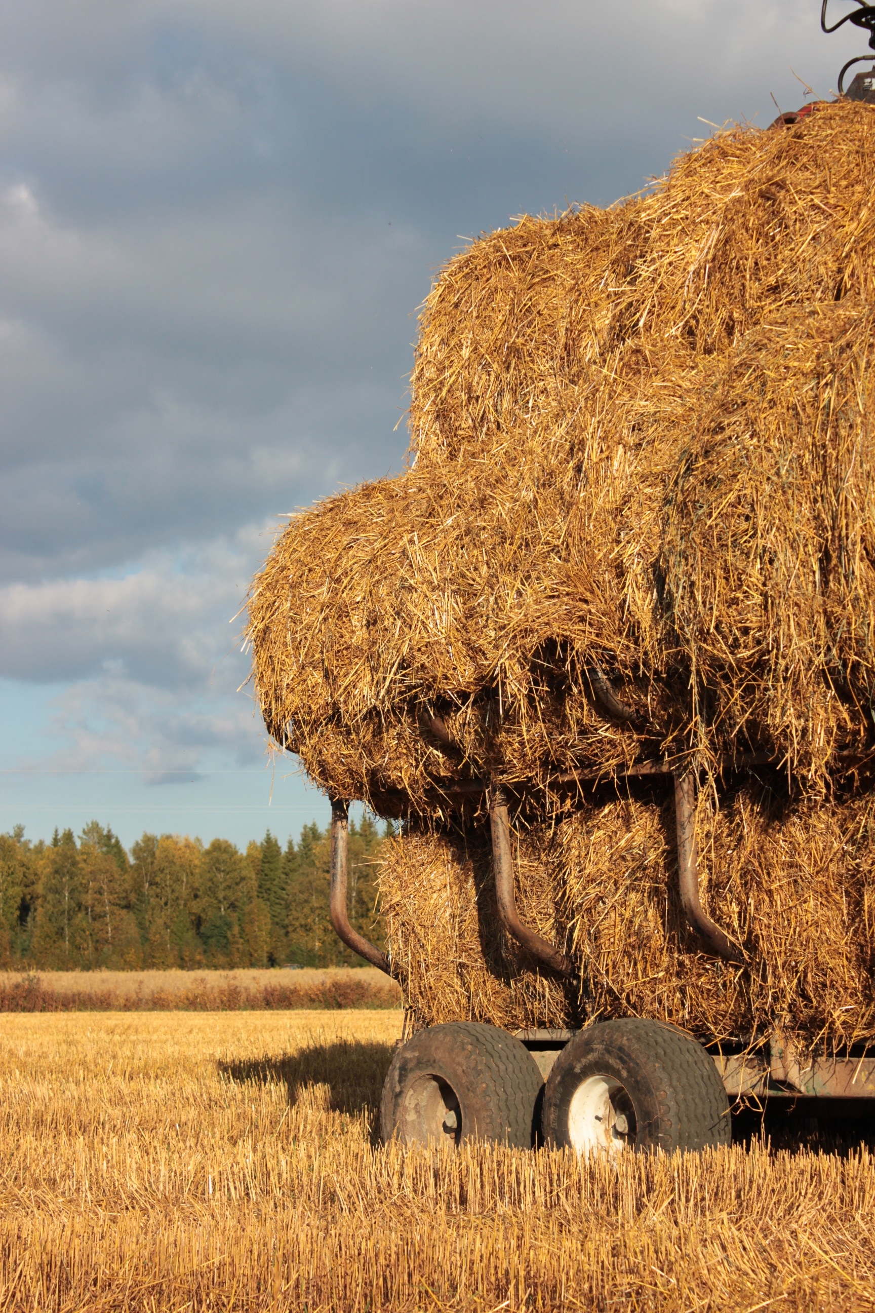 brown stock hay
