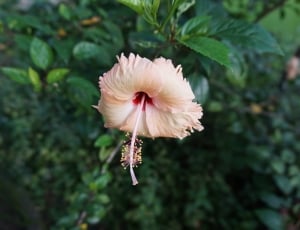 pink and white gumamela flower thumbnail