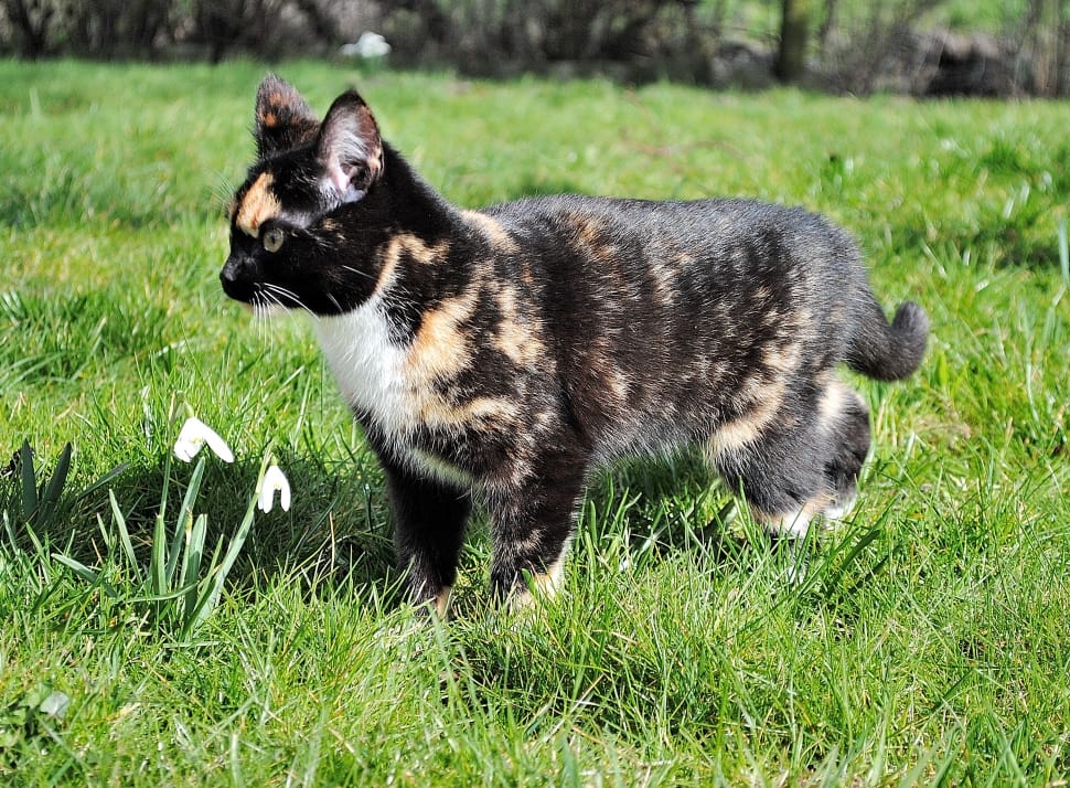 brindle cat preview