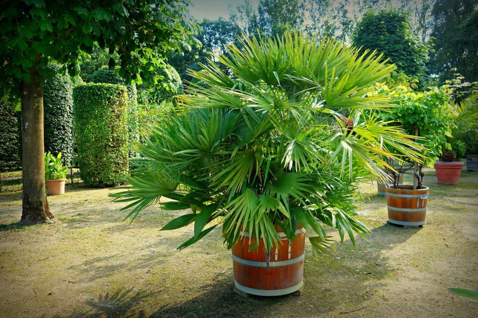 green palm plant preview