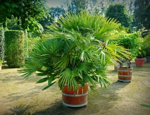 green palm plant thumbnail
