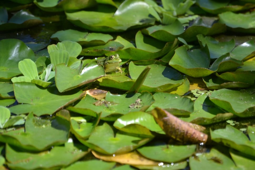green lily pad preview